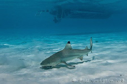 Blacktip Reef Shark.  Cocos (Keeling) Islands.  Canon 20D... by Ross Gudgeon 